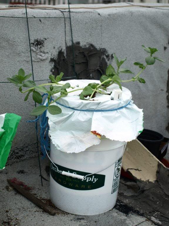 Skid Row Gardening Homemade earth boxes